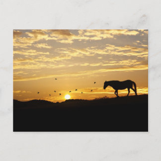 Pferd im Sonnenuntergang Postkarte