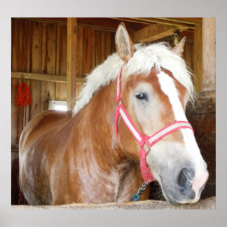 Pferd im Stall 1 Poster