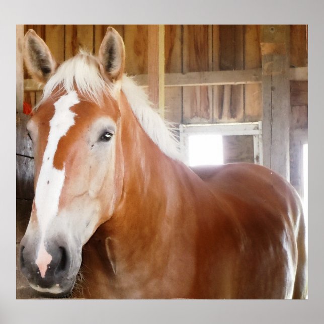 Pferd im Stall 2 Poster (Vorne)