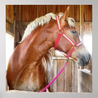 Pferd im Stall 3 Poster