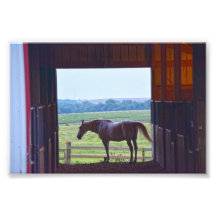 Pferd im Stall, Missouri