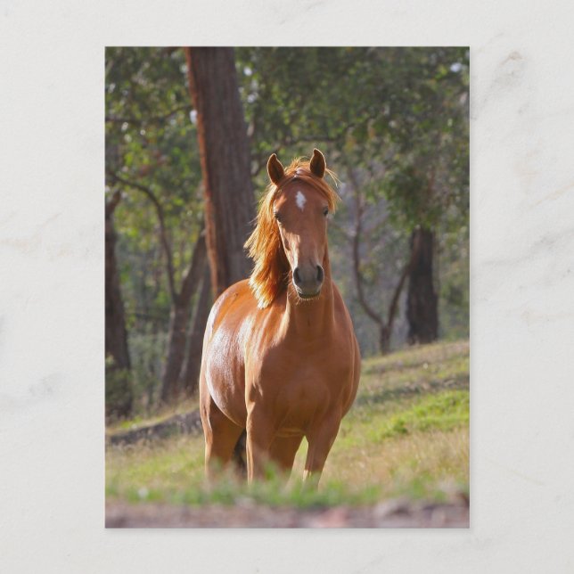 Pferd im Wald Postkarte (Vorderseite)