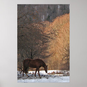 Pferd im Winter Poster