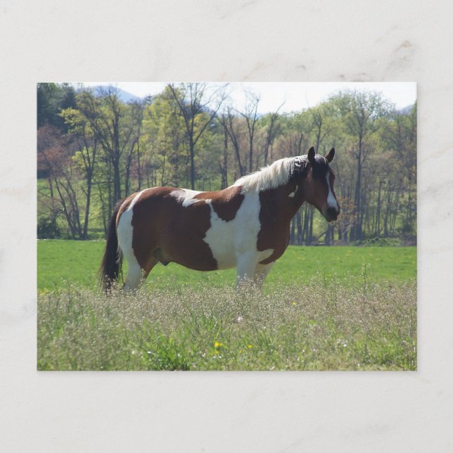 Pferd in den Wildblumen Postkarte (Vorderseite)