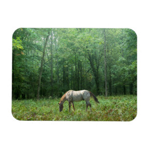 Pferd in der Wiese Magnet