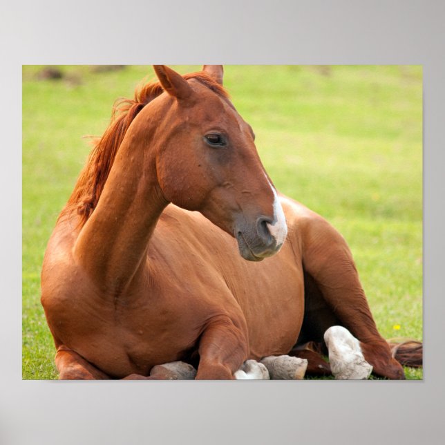 Pferd in grünen Weiden entspannen Poster (Vorne)