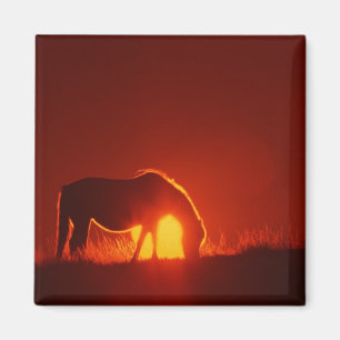 Pferd in Red Sunset Magnet