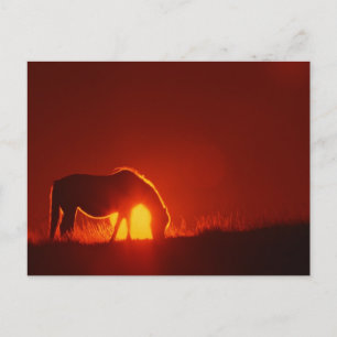 Pferd in Red Sunset Postkarte