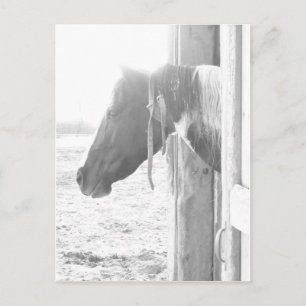 Pferd in Schwarz-Weiß-Fotografie Postkarte