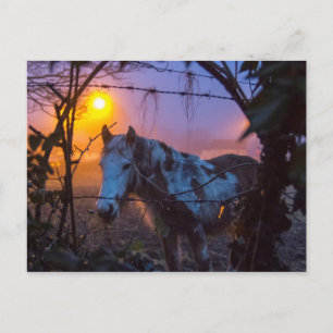 Pferd in Sunset Irish Fog Postkarte