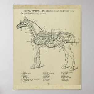 Pferd Innere Anatomie Druck Poster