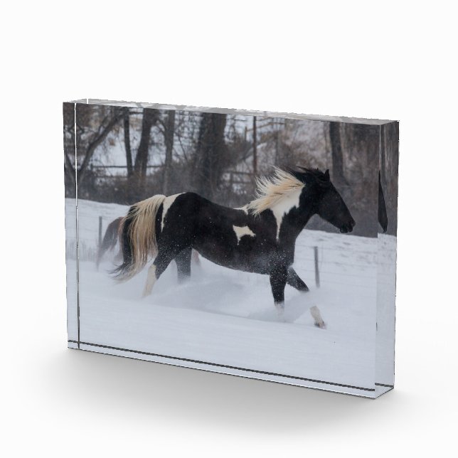 Pferd läuft durch den Schnee Fotoblock (Rechts)
