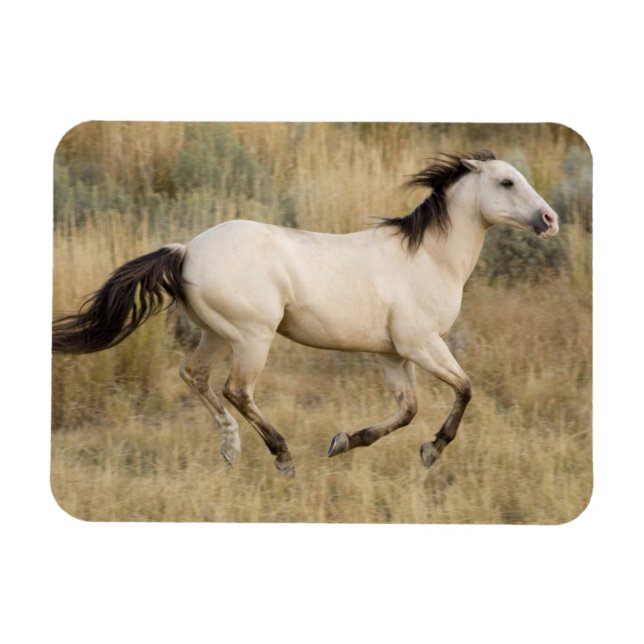 Pferd läuft durch Präriegras Magnet (Horizontal)