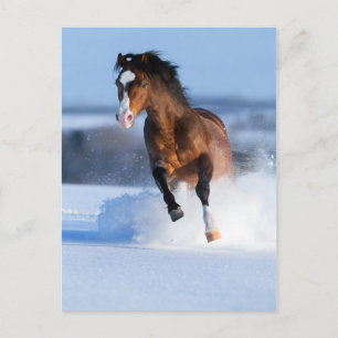 Pferd läuft im Winter über das Feld Postkarte