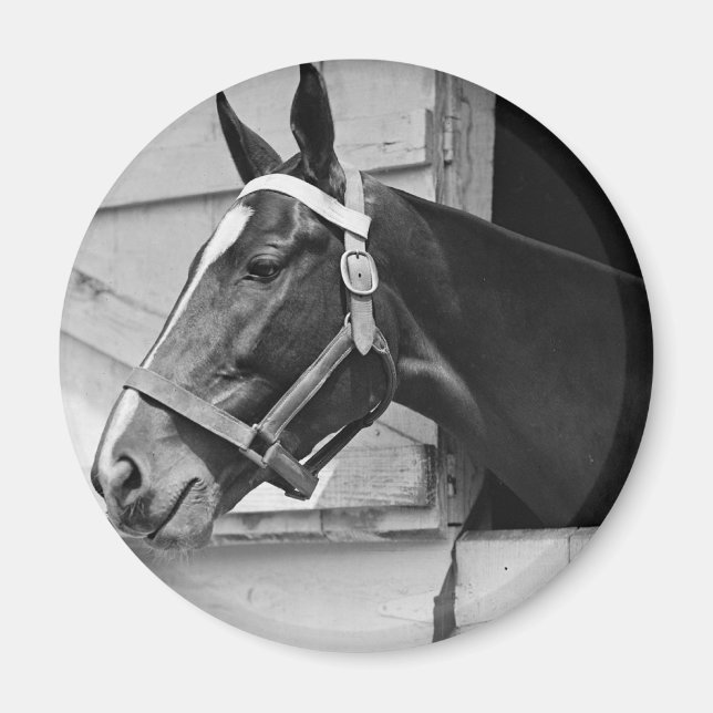 Pferd Magnet (Vorne)