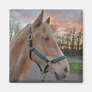 Pferd Magnet