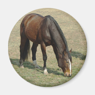 Pferd - Magnet
