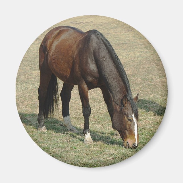 Pferd - Magnet (Vorne)