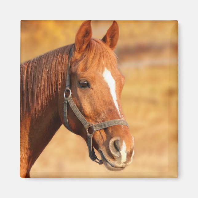 Pferd Magnet (Vorne)