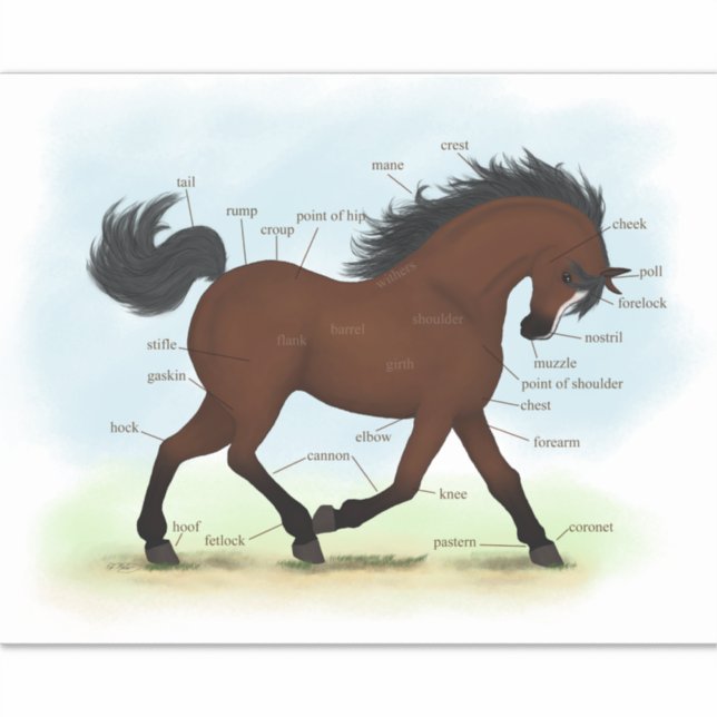 Pferd mit Blaze Equine Anatomie Diagramm Diagramm Aufkleber (Vorderseite)