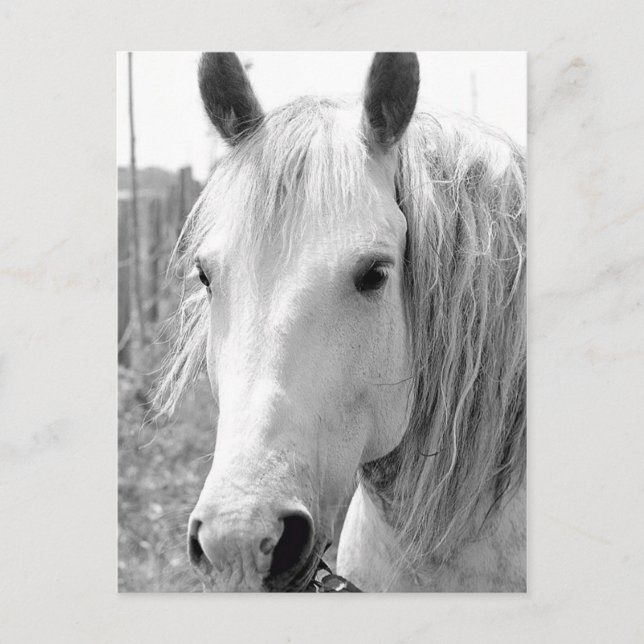 Pferd mit Gras Postkarte (Vorderseite)