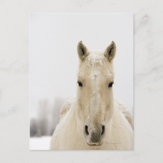 Pferd mit Schnee auf dem Kopf Postkarte (Vorderseite)