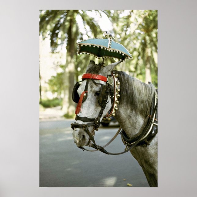 Pferd mit Sonnenschirm, Madrid, Spanien Poster (Vorne)