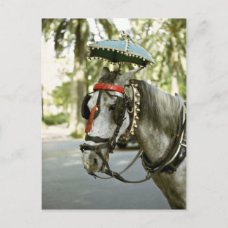 Pferd mit Sonnenschirm, Madrid, Spanien Postkarte