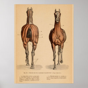 Pferd Muskel Anatomie Französisch Vintage Druck Poster