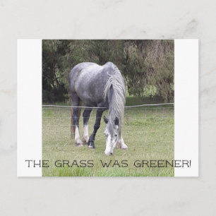 Pferd 'n Zaun! Postkarte