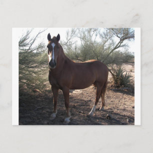 Pferd nahe Autobahn 89 Postkarte