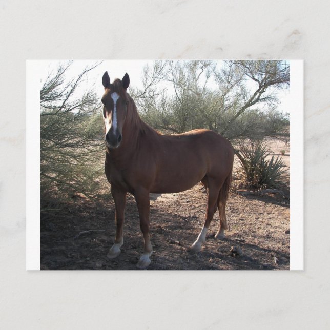 Pferd nahe Autobahn 89 Postkarte (Vorderseite)