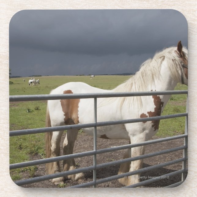 Pferd nahe einem Zaun Untersetzer (Vorderseite)