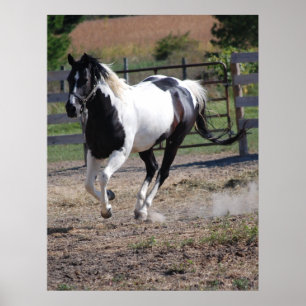 Pferd/Paint Pin Poster