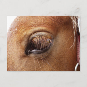 Pferd/Pony Eye Nah Up - Pferdefotografie Postkarte