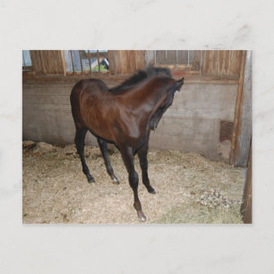 Pferd/Pony Postkarte
