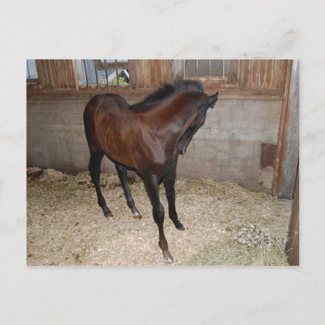 Pferd/Pony Postkarte (Vorderseite)