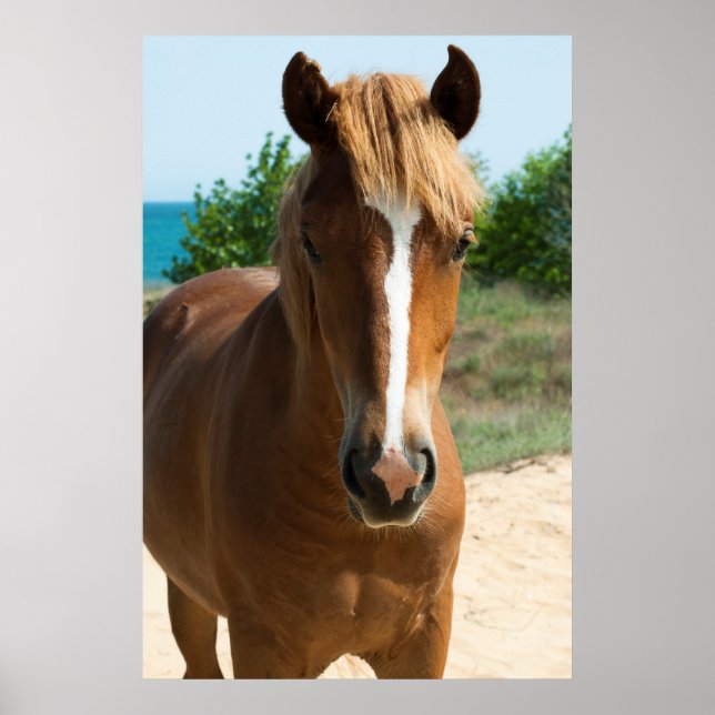 Pferd Poster (Vorne)