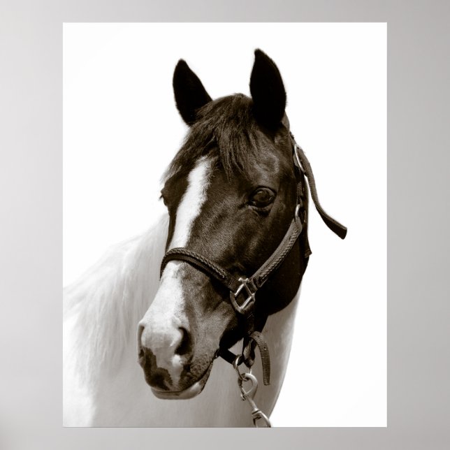 Pferd Poster (Vorne)