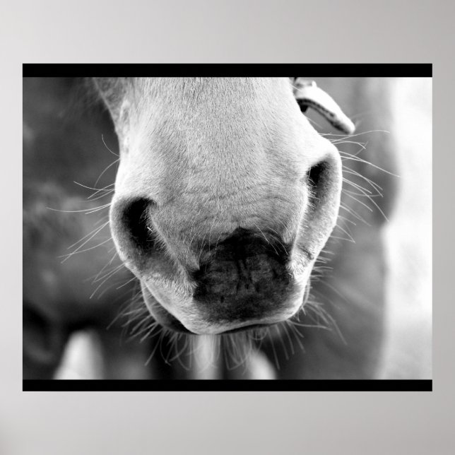 Pferd Poster (Vorne)