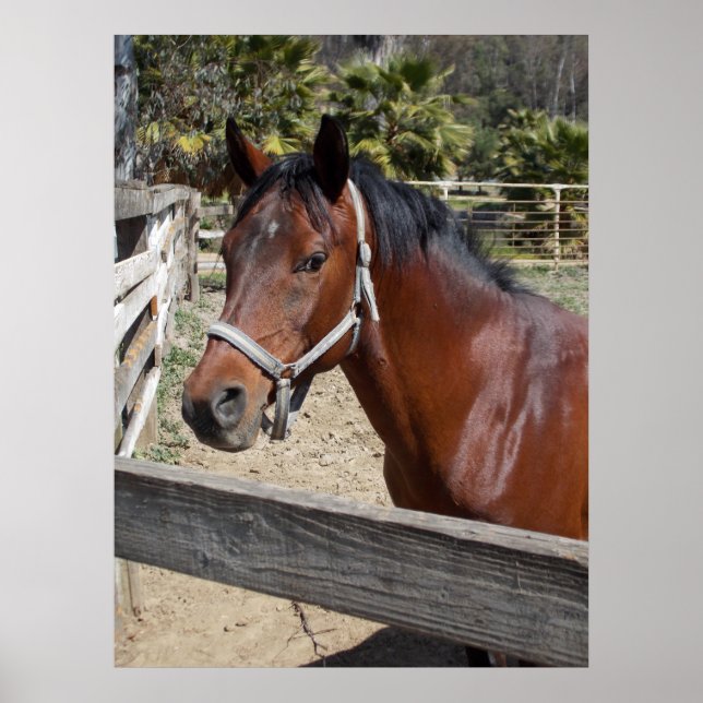 Pferd Poster (Vorne)