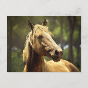 Pferd Postkarte