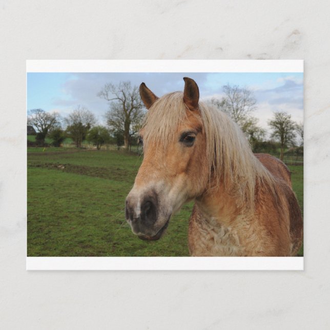 Pferd Postkarte (Vorderseite)