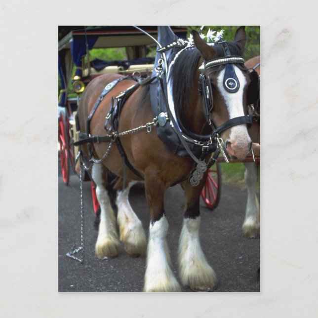 Pferd Postkarte (Vorderseite)