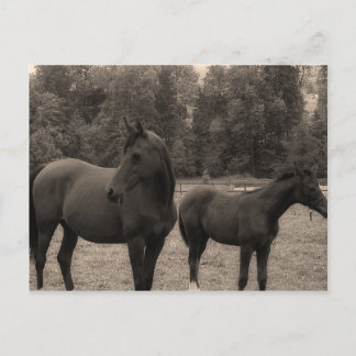 Pferd Postkarte