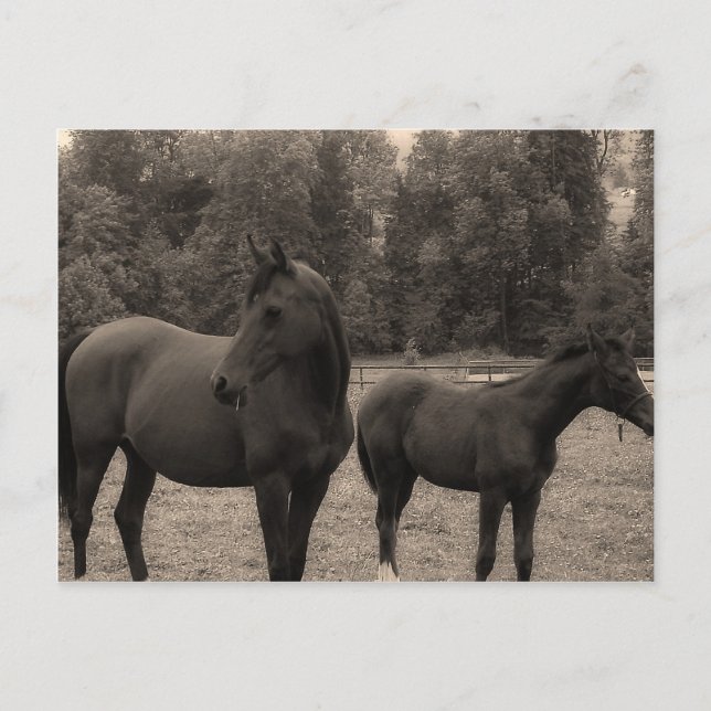 Pferd Postkarte (Vorderseite)