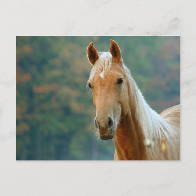 Pferd Postkarte (Vorderseite)