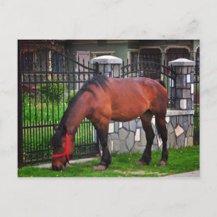 Pferd Postkarte