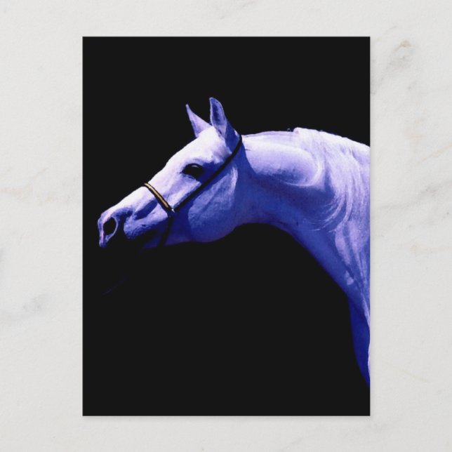 Pferd Postkarte (Vorderseite)