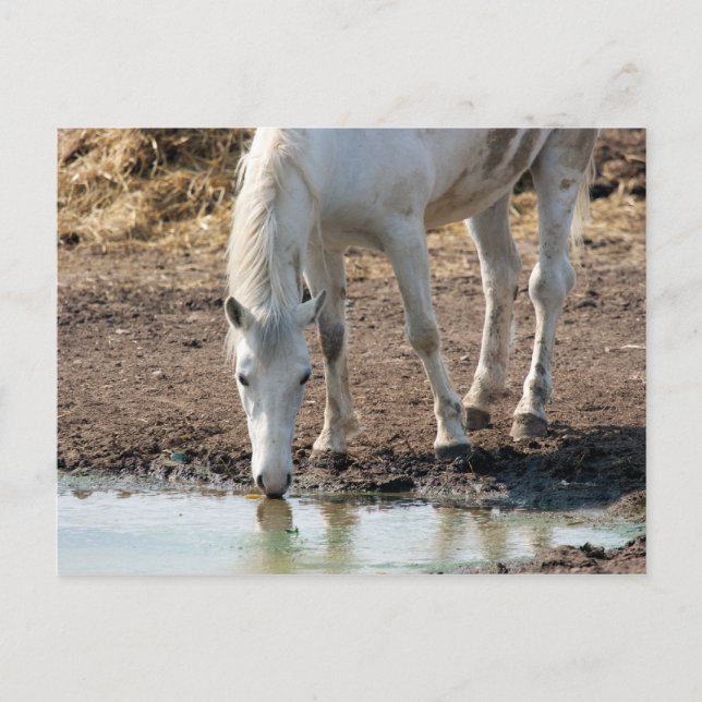 Pferd Postkarte (Vorderseite)